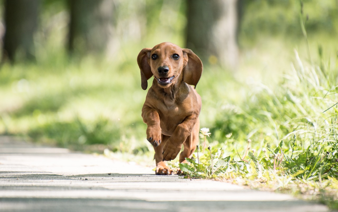 races de chien pas adopter coup de tête