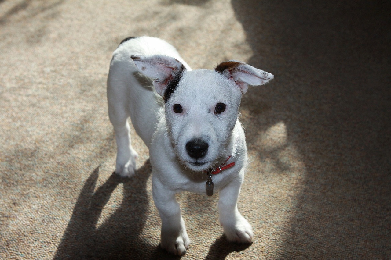 races de chien à ne pas adopter sans réfléchir