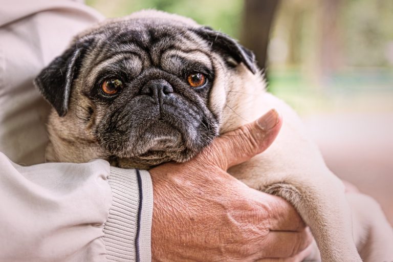 4 races de chien qui ne sont pas attirées par l’extérieur
