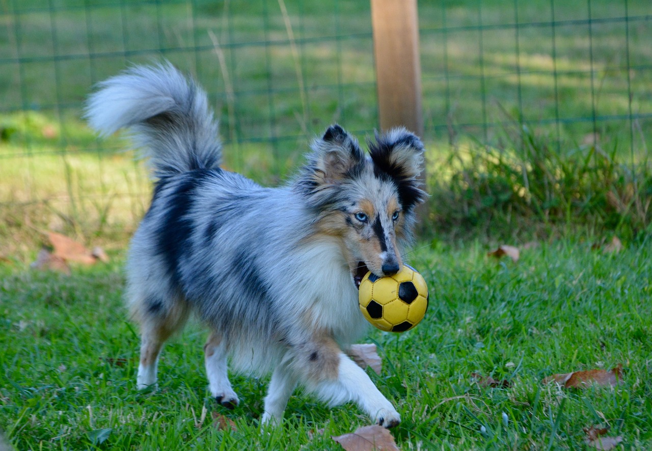 races de chien pas comme les autres