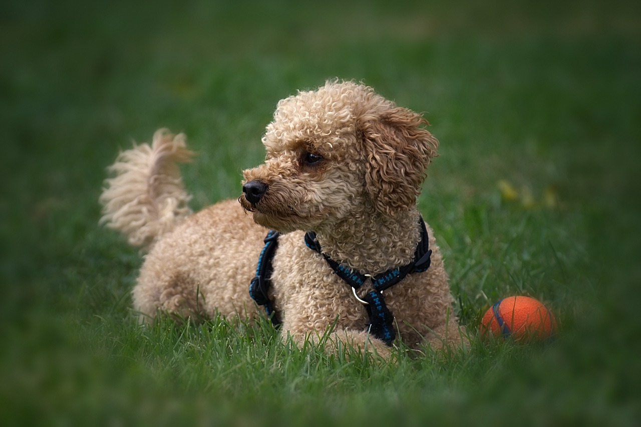 races de chien pas ennuyer