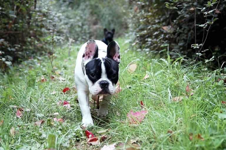 4 races de chien qui ne pourront pas faire de grandes promenades
