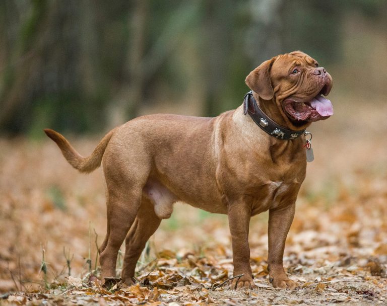 5 races de chien qui sont les plus musclées et athlétiques