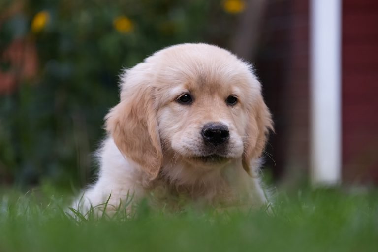 4 races de chien qui sont les plus réfléchies