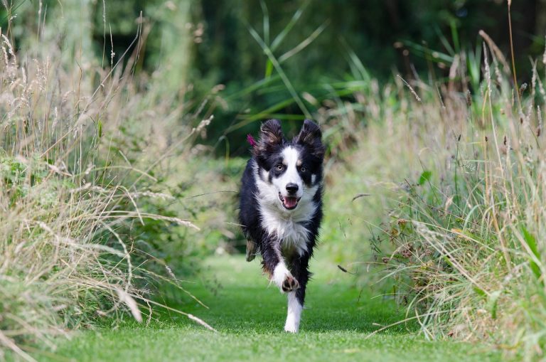 5 races de chien qui essaient de prendre la fuite