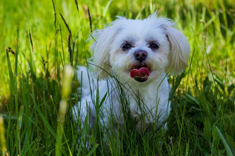 5 races de chien qui ont besoin de leur propre espace