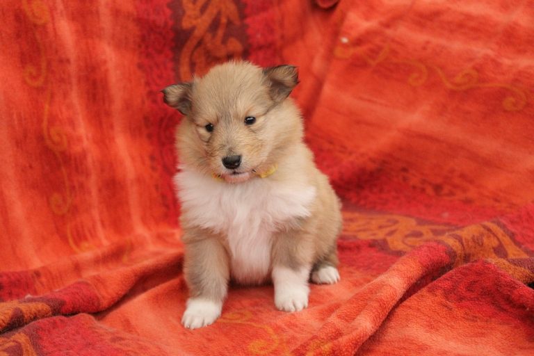 4 races de chien qui sont les plus prudentes