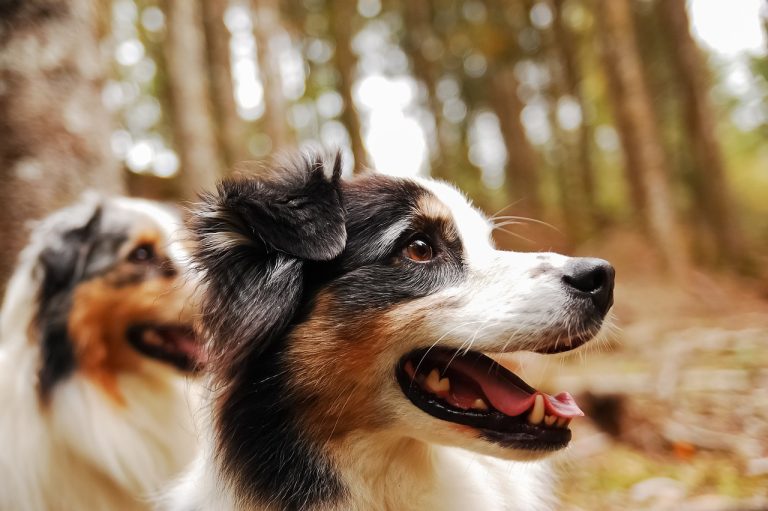 5 races de chien que tout le monde aime