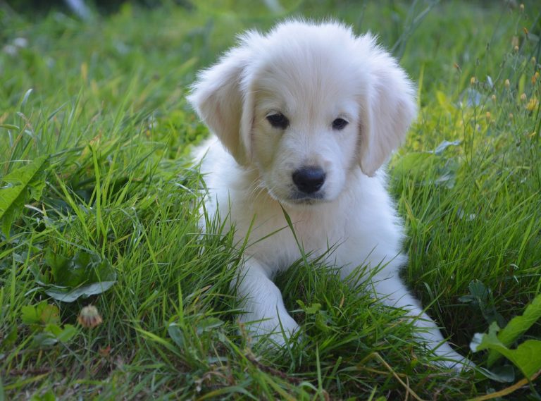 5 races de chien qui vont respecter leur maître
