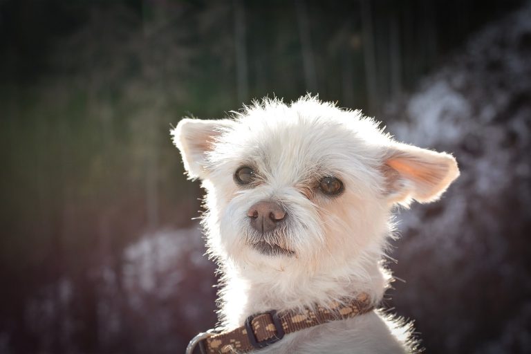 4 races de chien qui seront toujours dans vos jambes