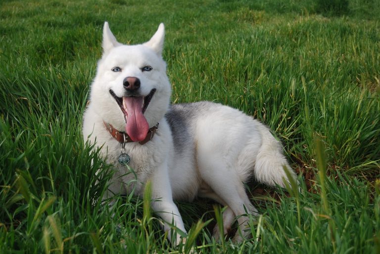 4 races de chien que tout le monde ne peut pas adopter