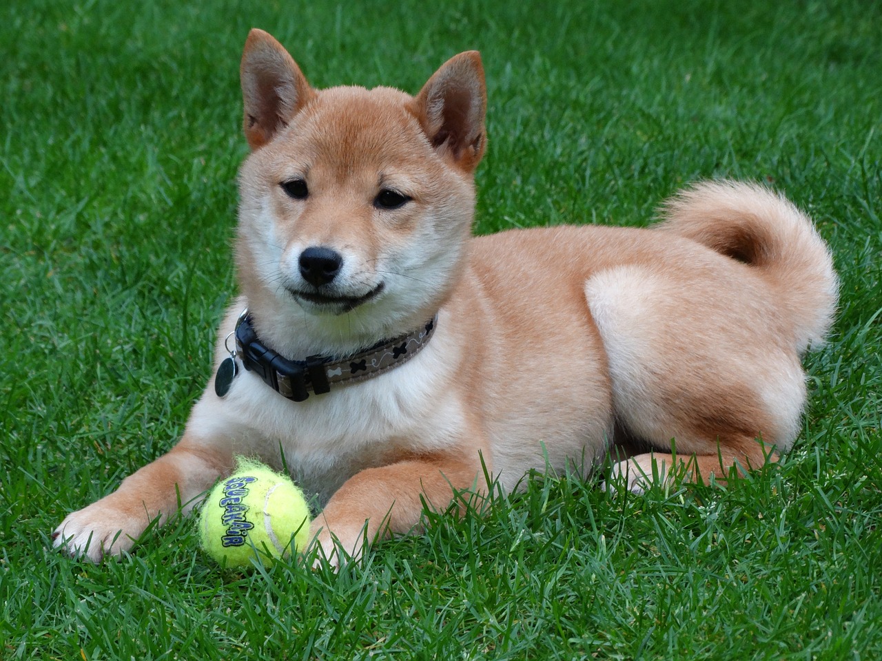 races de chien souffrent pas solitude