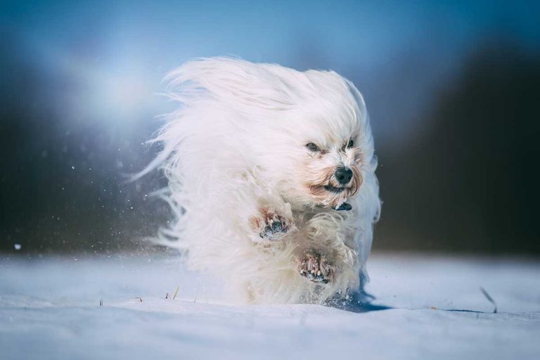 18 races de petits chiens qui supportent bien le froid