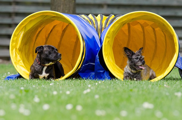 comment agilité pour chiens