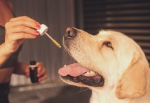 CBD pour les chats et les chiens