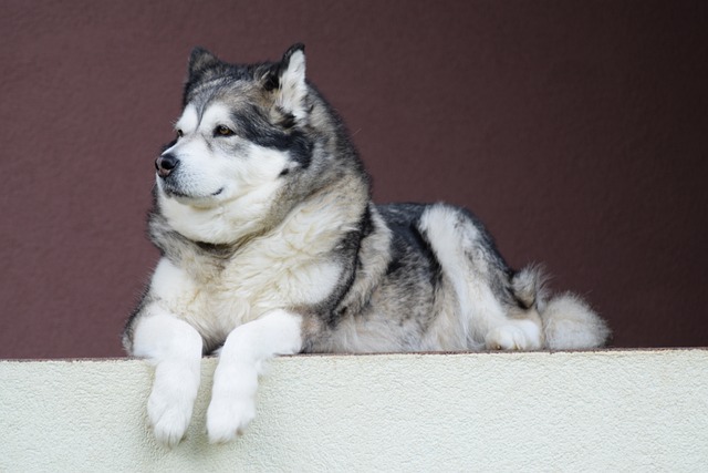 races de chien du Nord