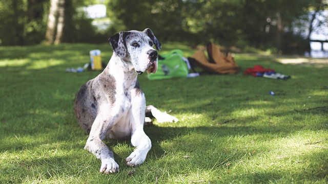 race de chien silencieuse