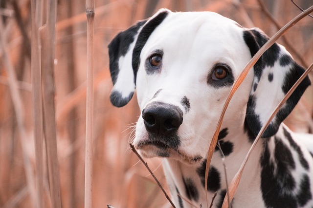 race chien perdre sans froid