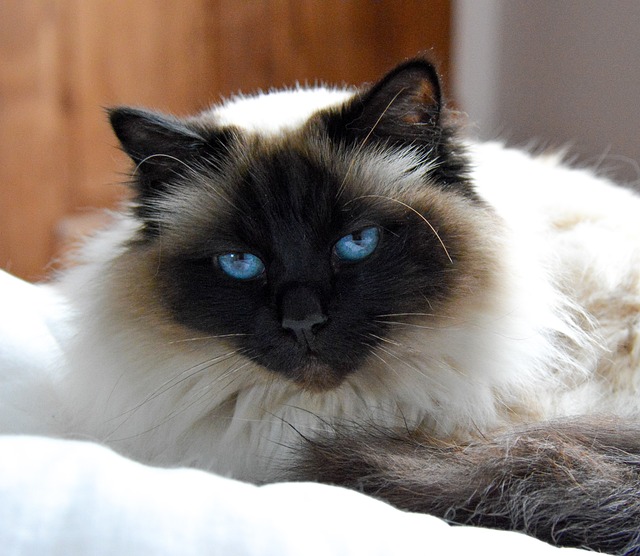 chats pas sauvages