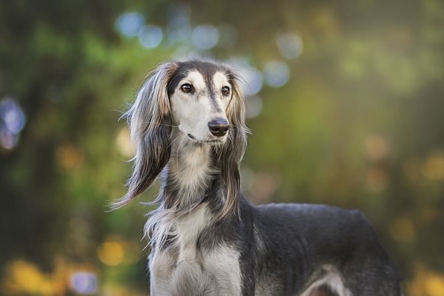 race de chien angélique