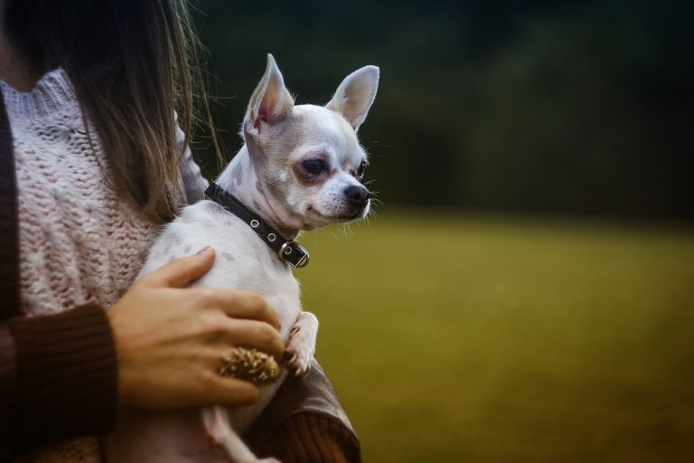 Un chien disparu retrouvé 7 ans après sa disparition