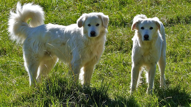 races chien assez sauvages