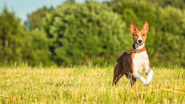 races chien attendent fin hiver