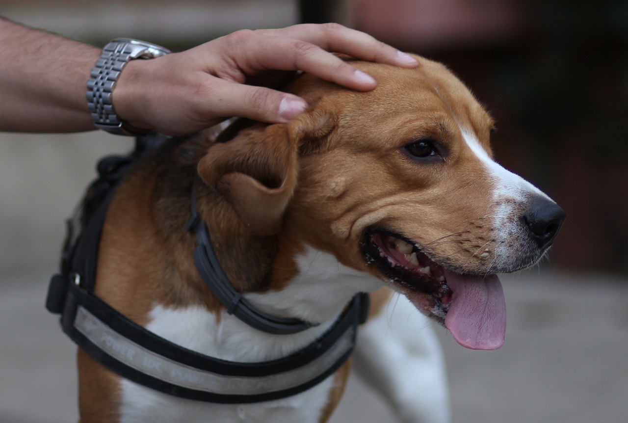 beagle disparu retrouvé