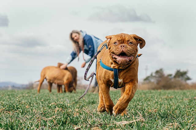 race de chien corpulente