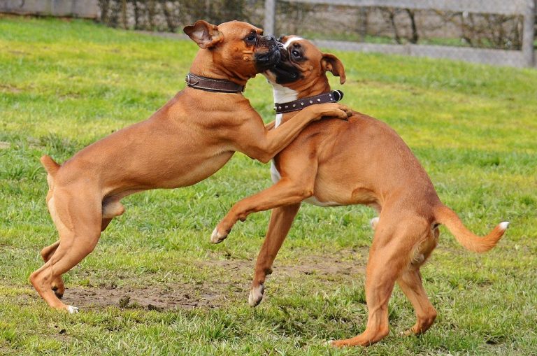 4 races de chien qui sont les plus vives