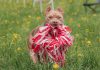 calmer chien trop agité