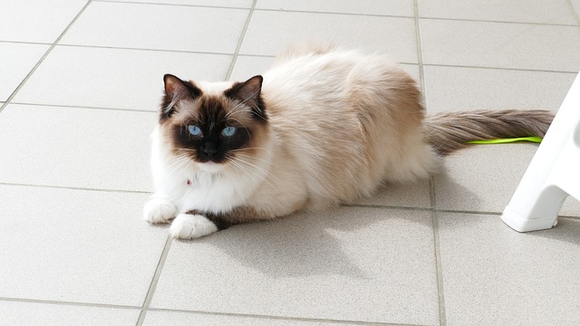 race de chat à l'aise dans tous les environnements