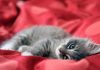 races de chat qui ont le plus de succès