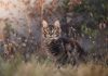 races de chat à l'aise dans tous les environnements