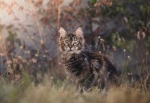 races de chat à l'aise dans tous les environnements
