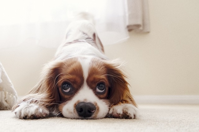 chien pas très en forme