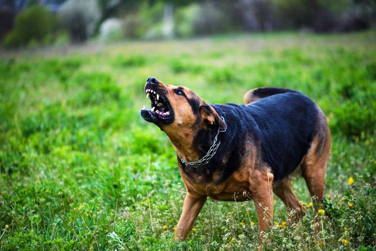 Les législateurs veulent interdire aux criminels d’avoir des chiens méchants