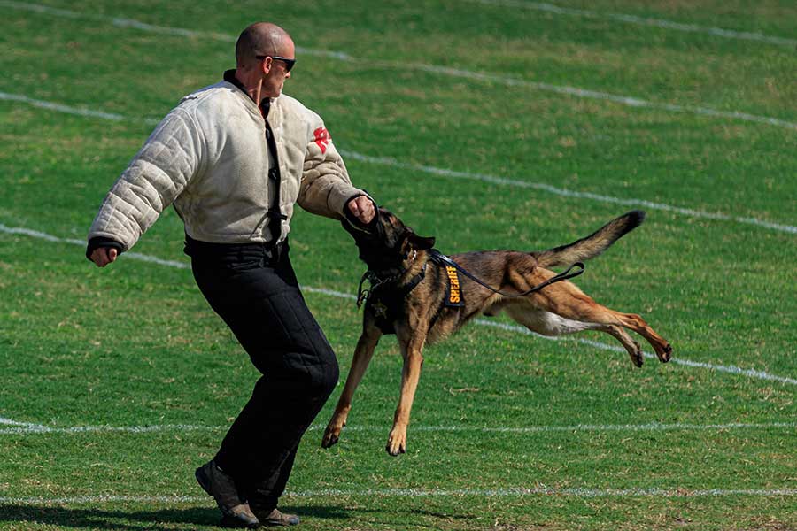 chiens méchants