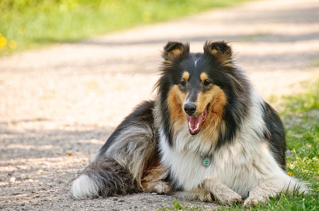race de chien dévouement maître