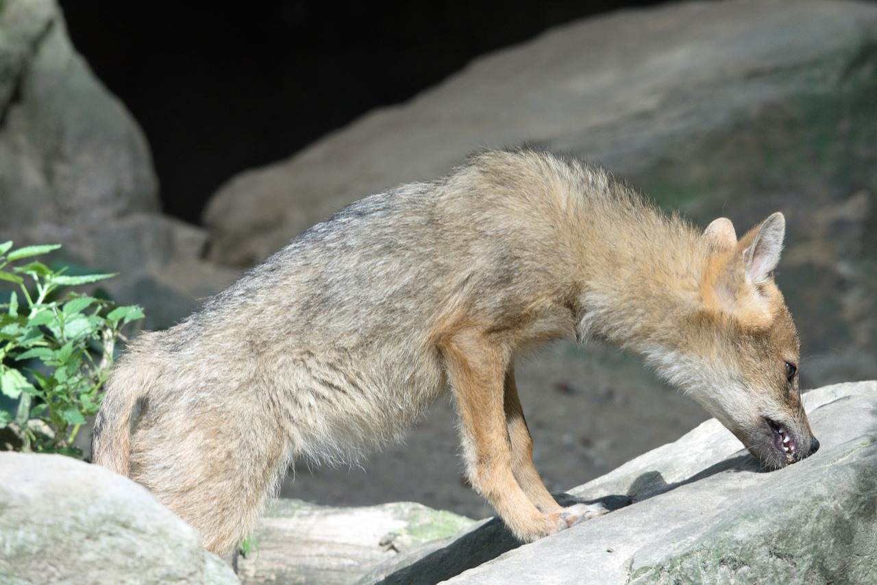 coyote à problème