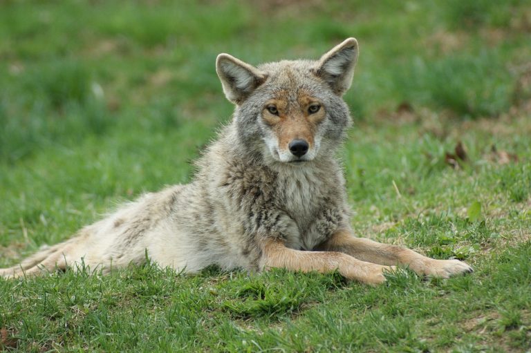 La saison des amours aggrave le problème des coyotes dans le Massachusetts