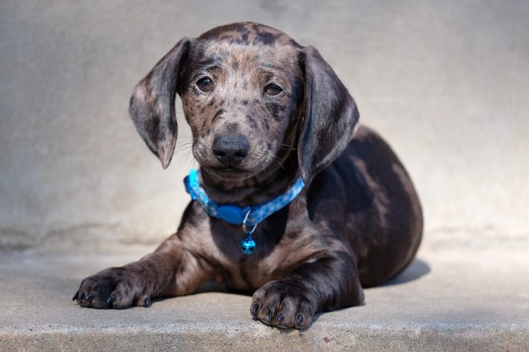 4 races de chien qui sont les plus entêtées