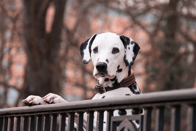 chien récalcitrant