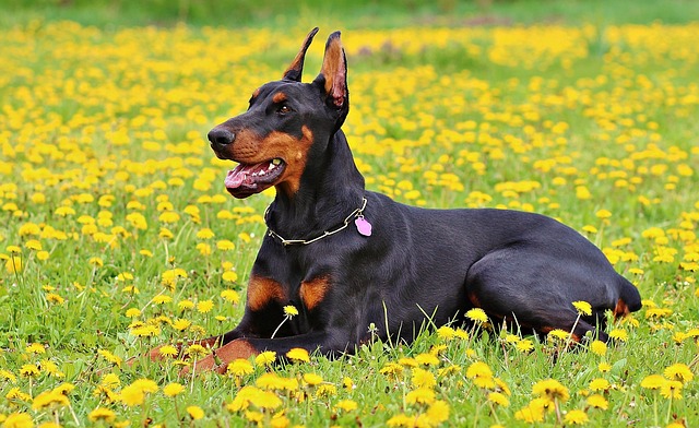 races de chien grande loyauté