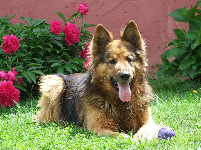 chien en adoration devant maitre