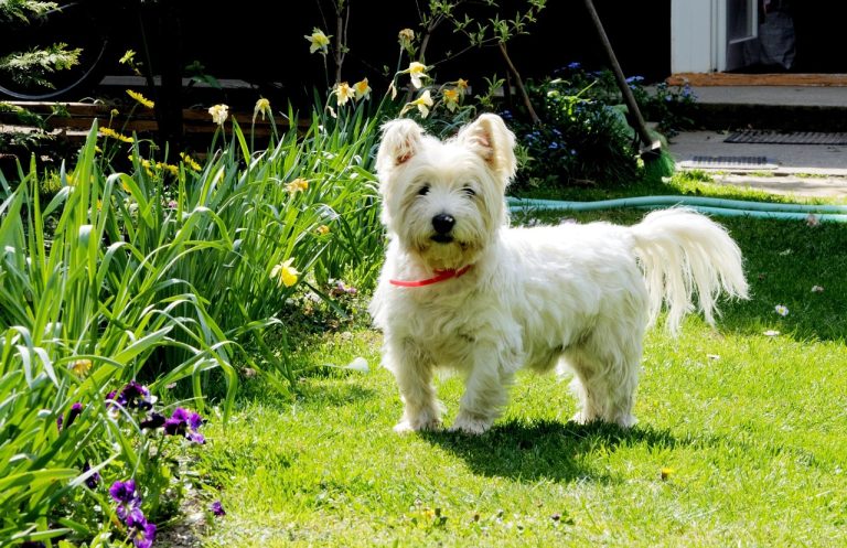 races de chien vont vers les autres