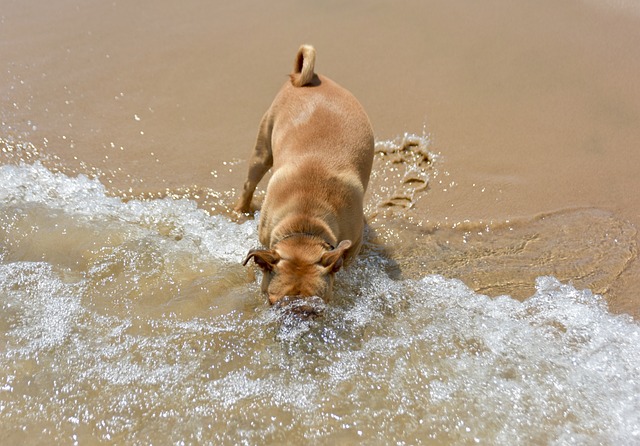 chien plage mort mangé plante