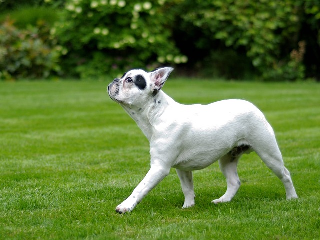 race chien ravie du retour du printemps