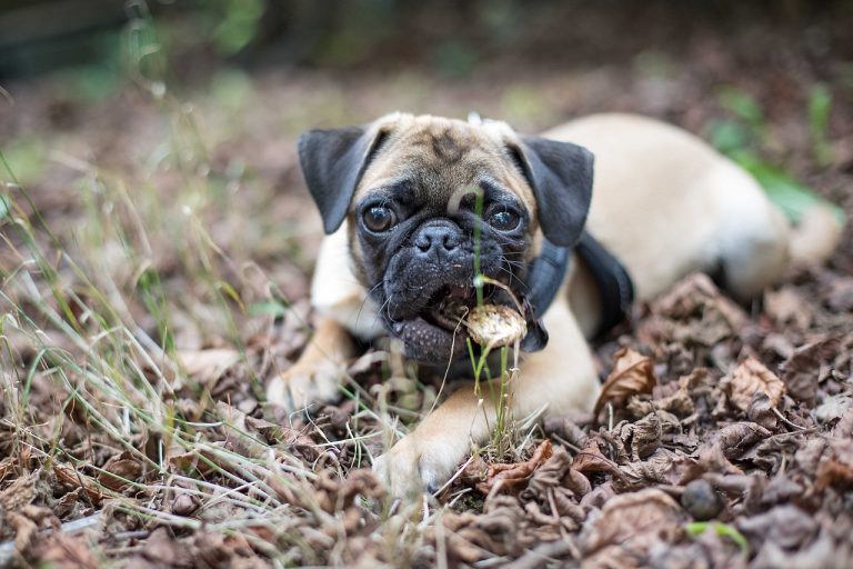 Le gouvernement néerlandais renforce l’interdiction des chiens à nez plat