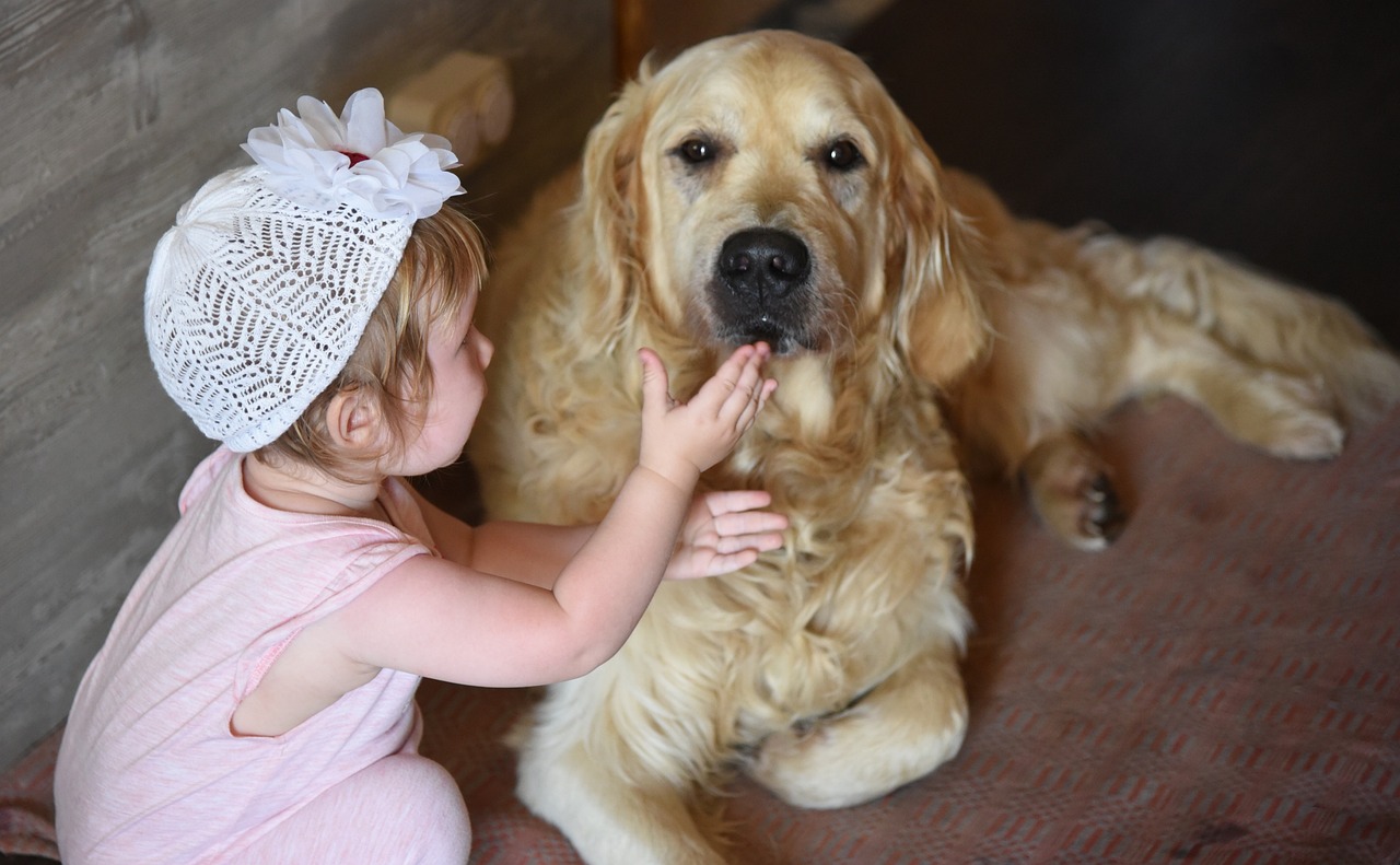 Golden Retriever flaire cacahuètes